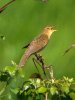 Grasshopper Warbler at Two Tree Island (West) (Steve Arlow) (118193 bytes) Grasshopper Warbler at Two Tree Island (West) (Steve Arlow) (118193 bytes)